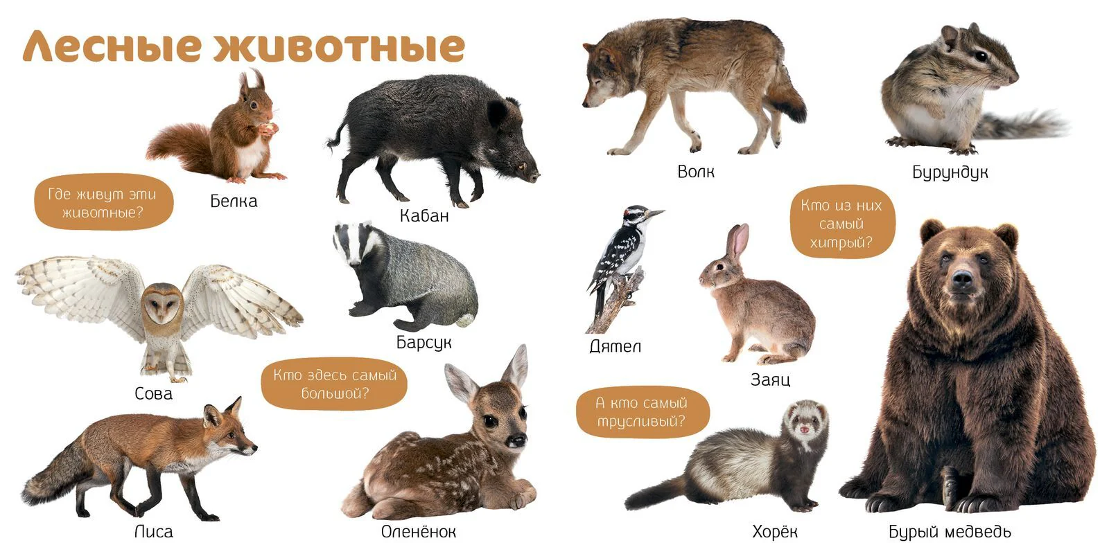 תמונת מוצר 12