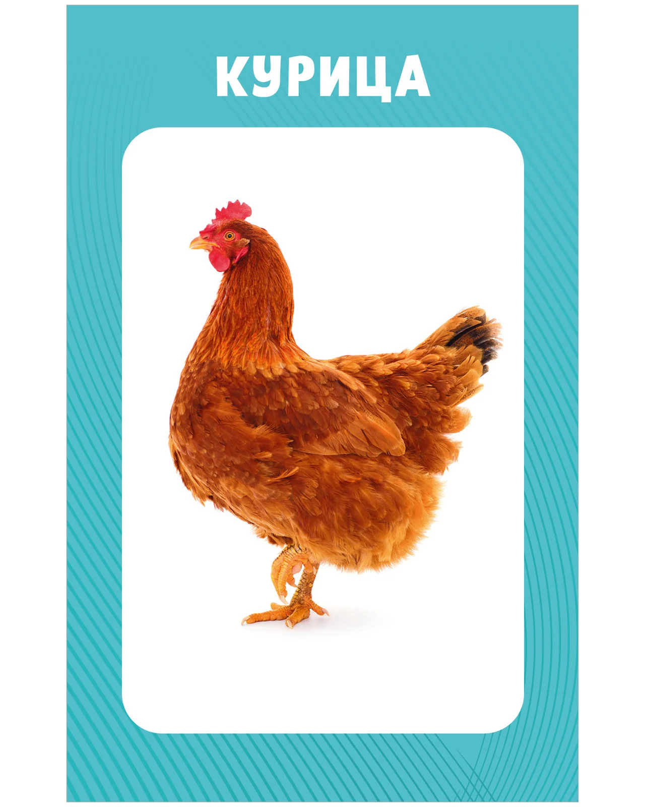 תמונת מוצר 10